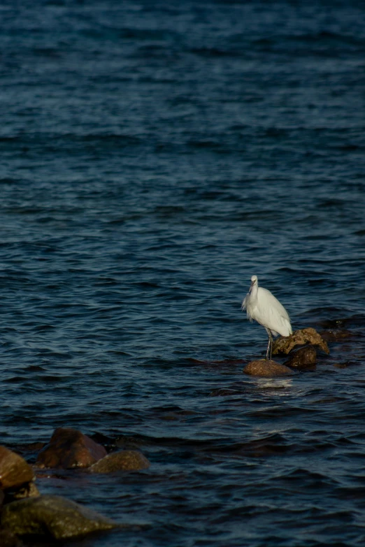 a large white bird is sitting on some rocks