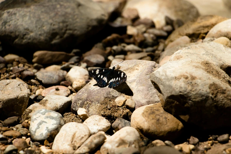 a black and white erfly is on rocks