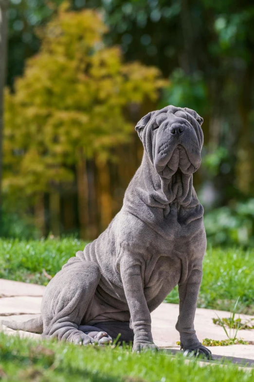 there is a gray dog sitting outside with its mouth open