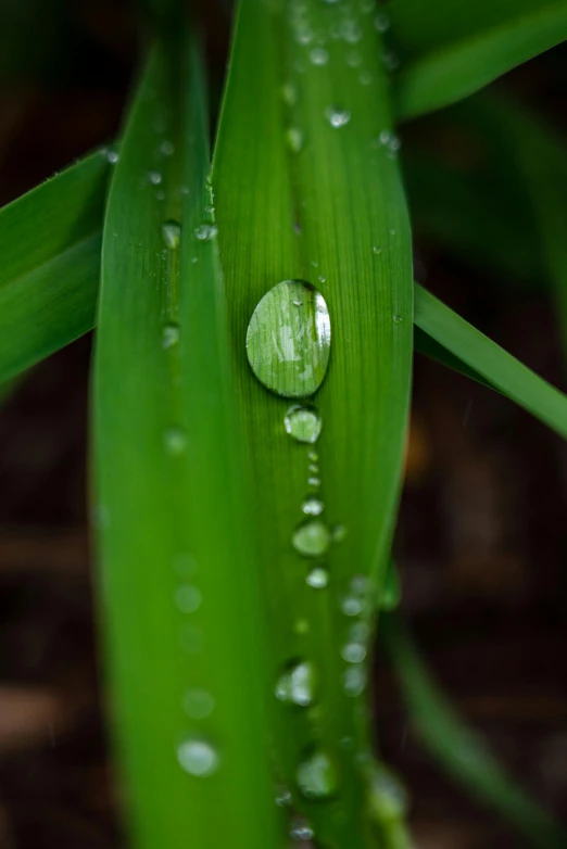 droplets of dew sitting on the back of leaves