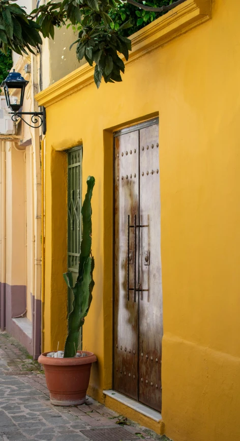 the large green cactus in front of the door is growing