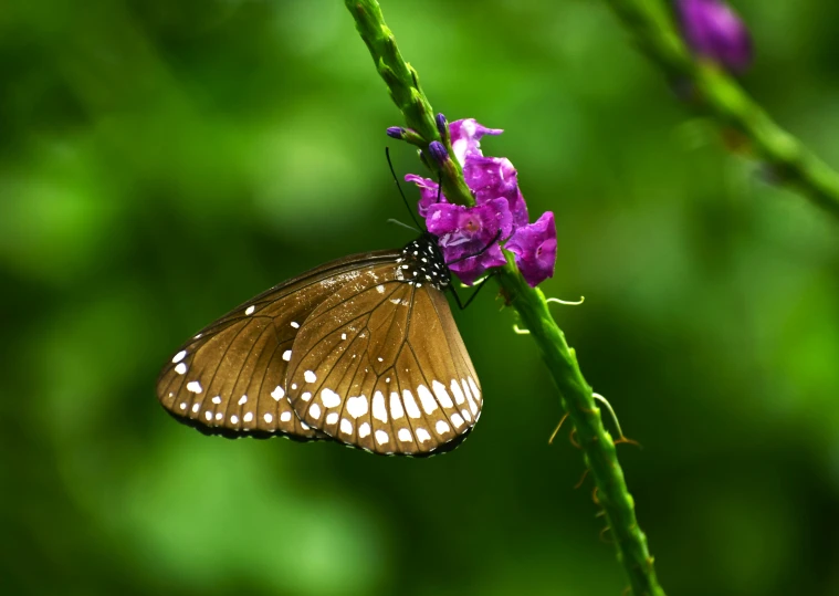 a brown erfly standing on top of a purple flower