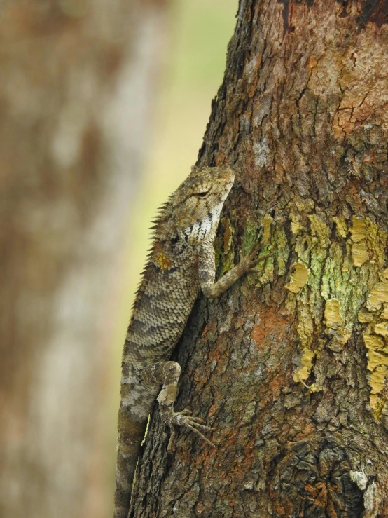 a lizard that is standing on the side of a tree