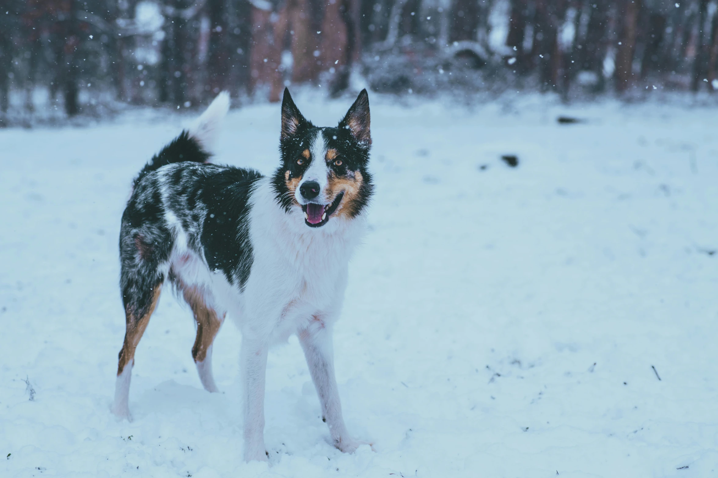 a dog standing in the snow with its mouth open