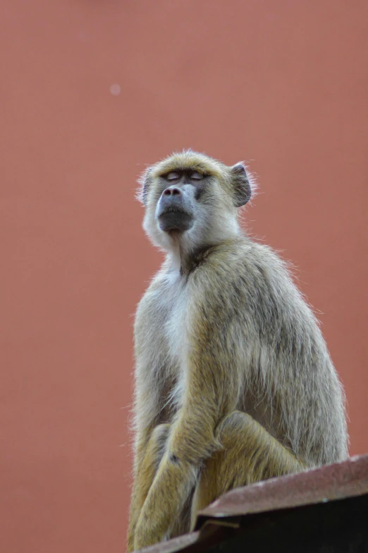 a long - nosed monkey sitting on a ledge next to a wall