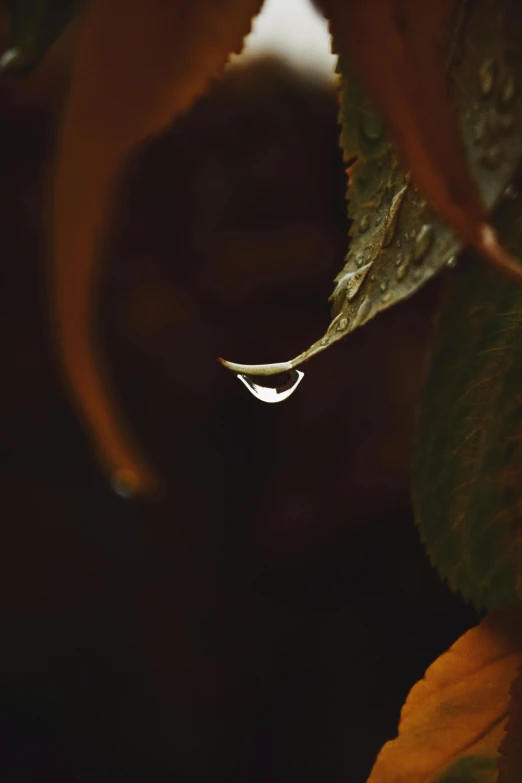 water drops over a green leaf with an orange background