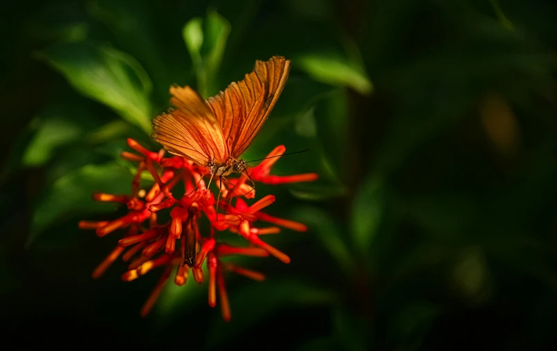 a single orange erfly resting on a very pretty red flower