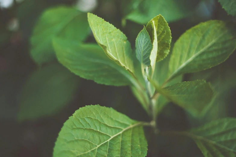 green leaf plant on top of tree near blurry forest