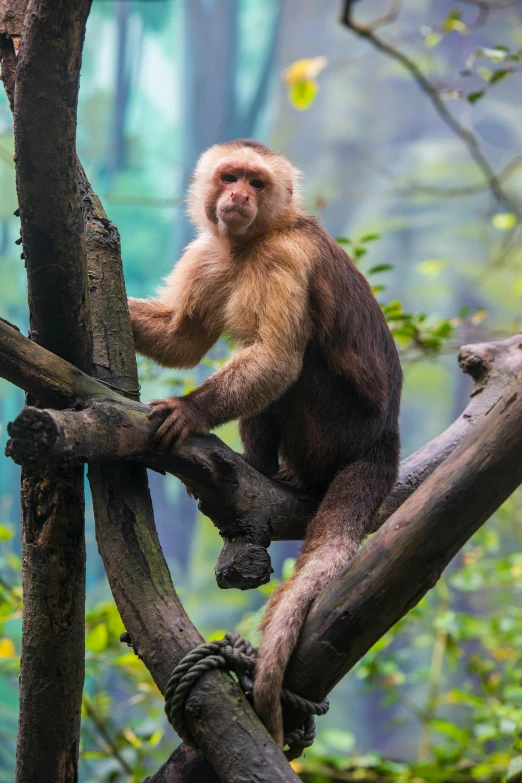 an ape on a tree limb in a forest