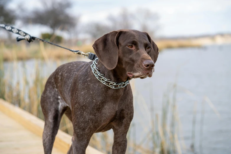 a dog on a leash standing next to water