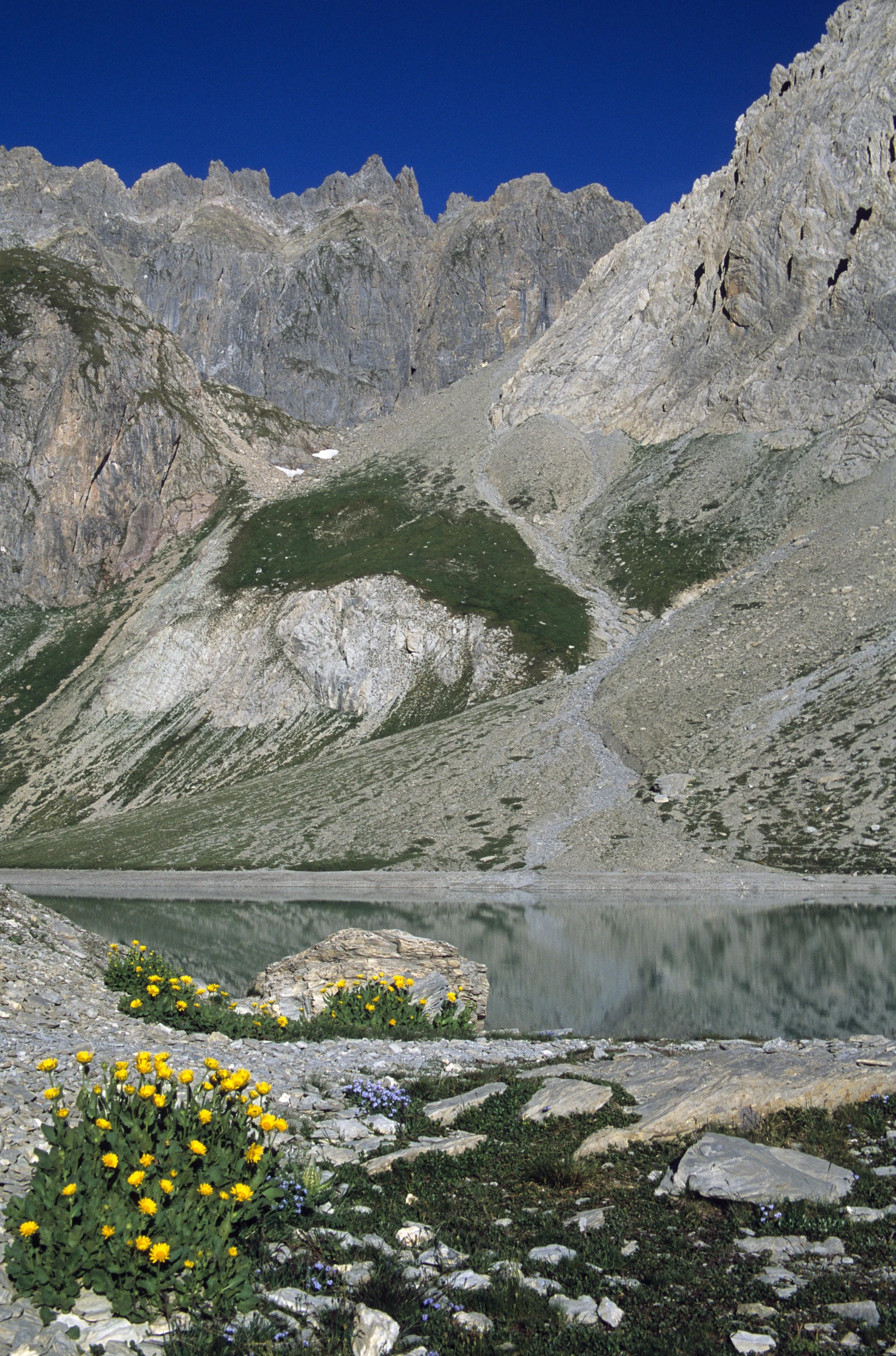 the mountains are covered in gray and yellow wildflowers