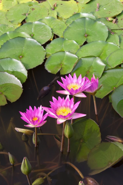 two purple flowers in a pond with leaves