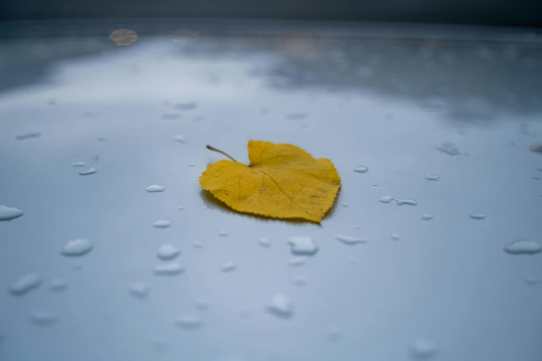 a leaf on top of a table covered in water