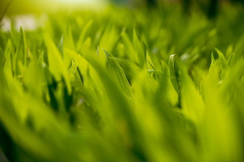 grass that is close up in a field