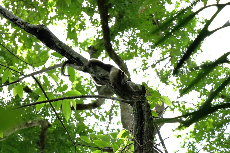 a frog on a nch in a tree