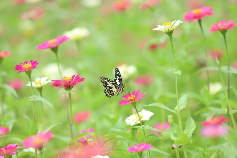 some pink flowers are next to a monarch erfly