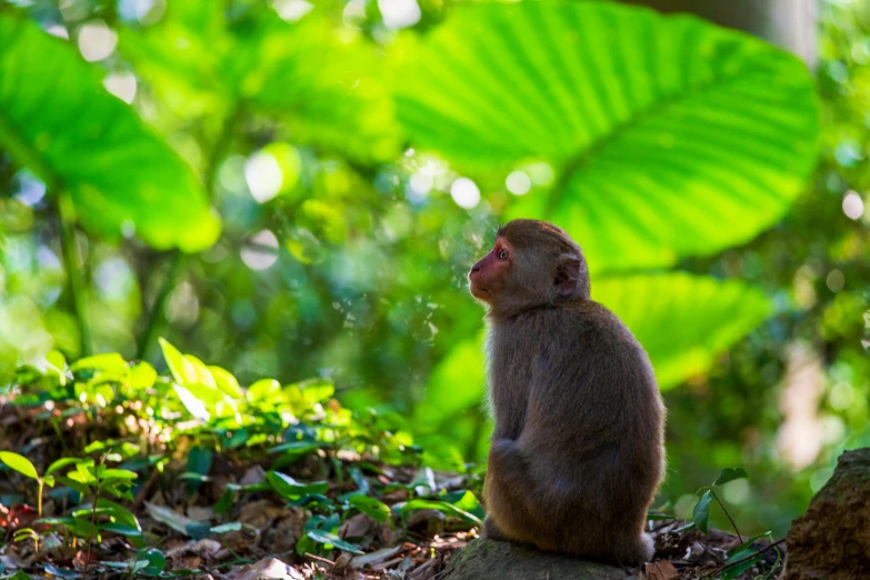 a monkey that is sitting in the grass