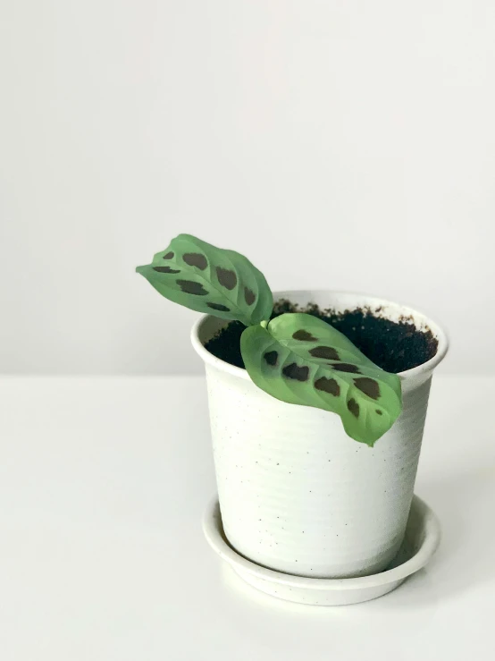 two different sized leaves in the pot of soing green