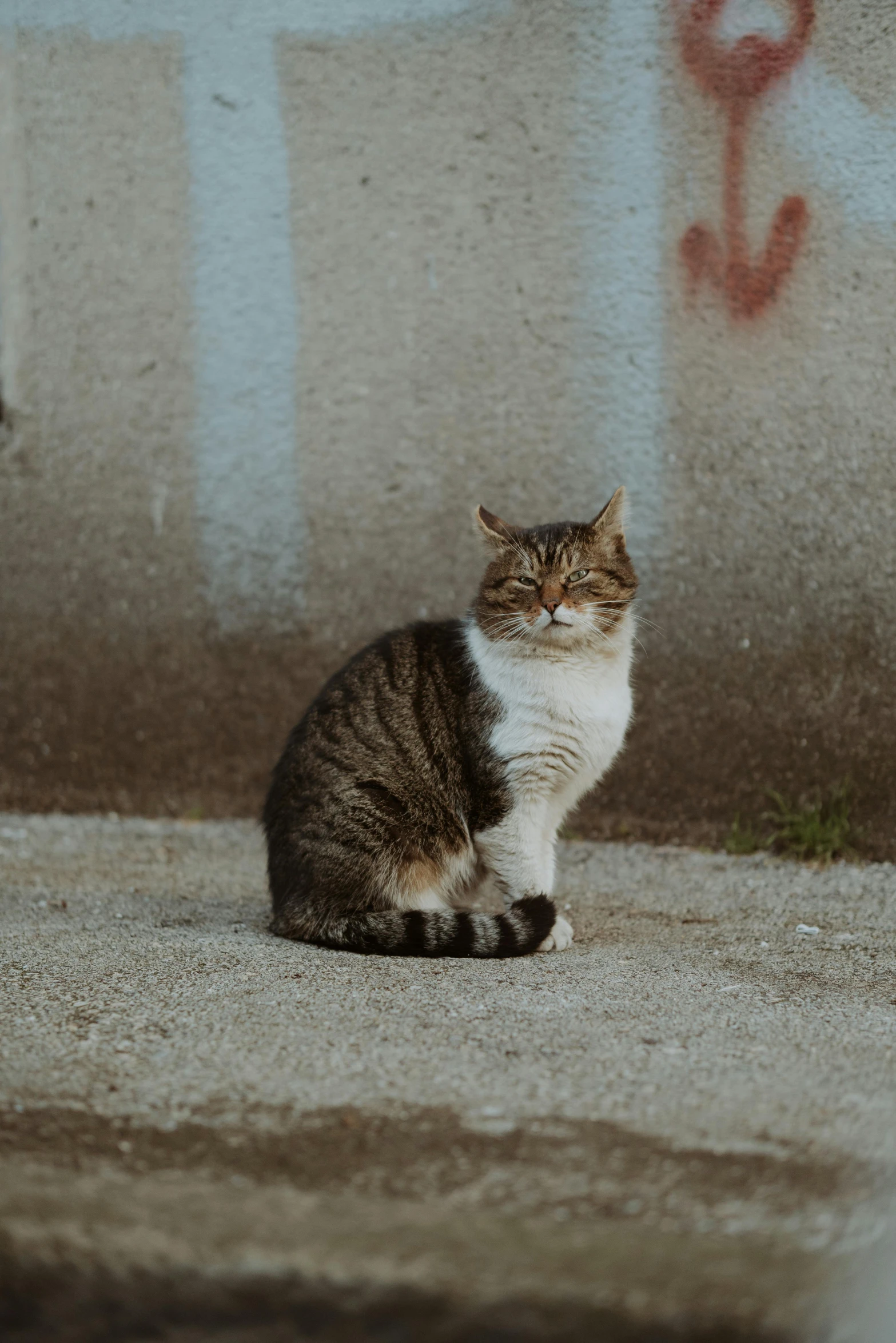 a brown and white cat sitting on cement near wall