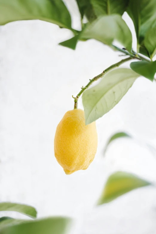 a lemon hanging on a nch with leaves