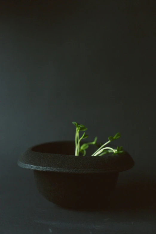 sprouts are shown in a black bowl on a black surface