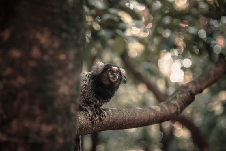 a bird sits on the nch of a tree