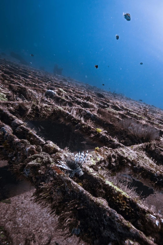 underwater image of sand and debris, with water in background