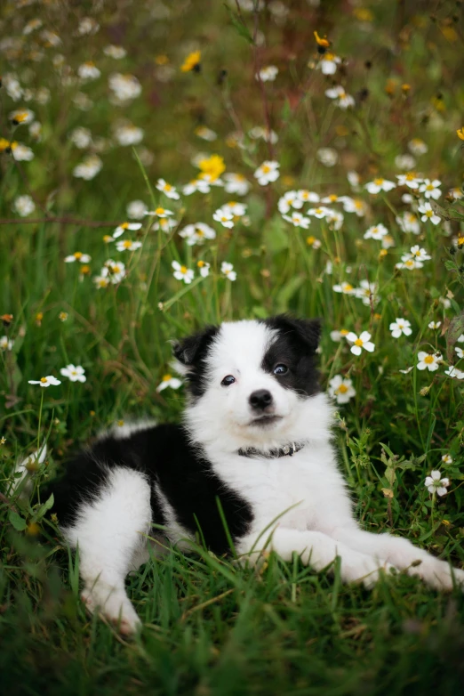 a puppy sits in some flowers and grass