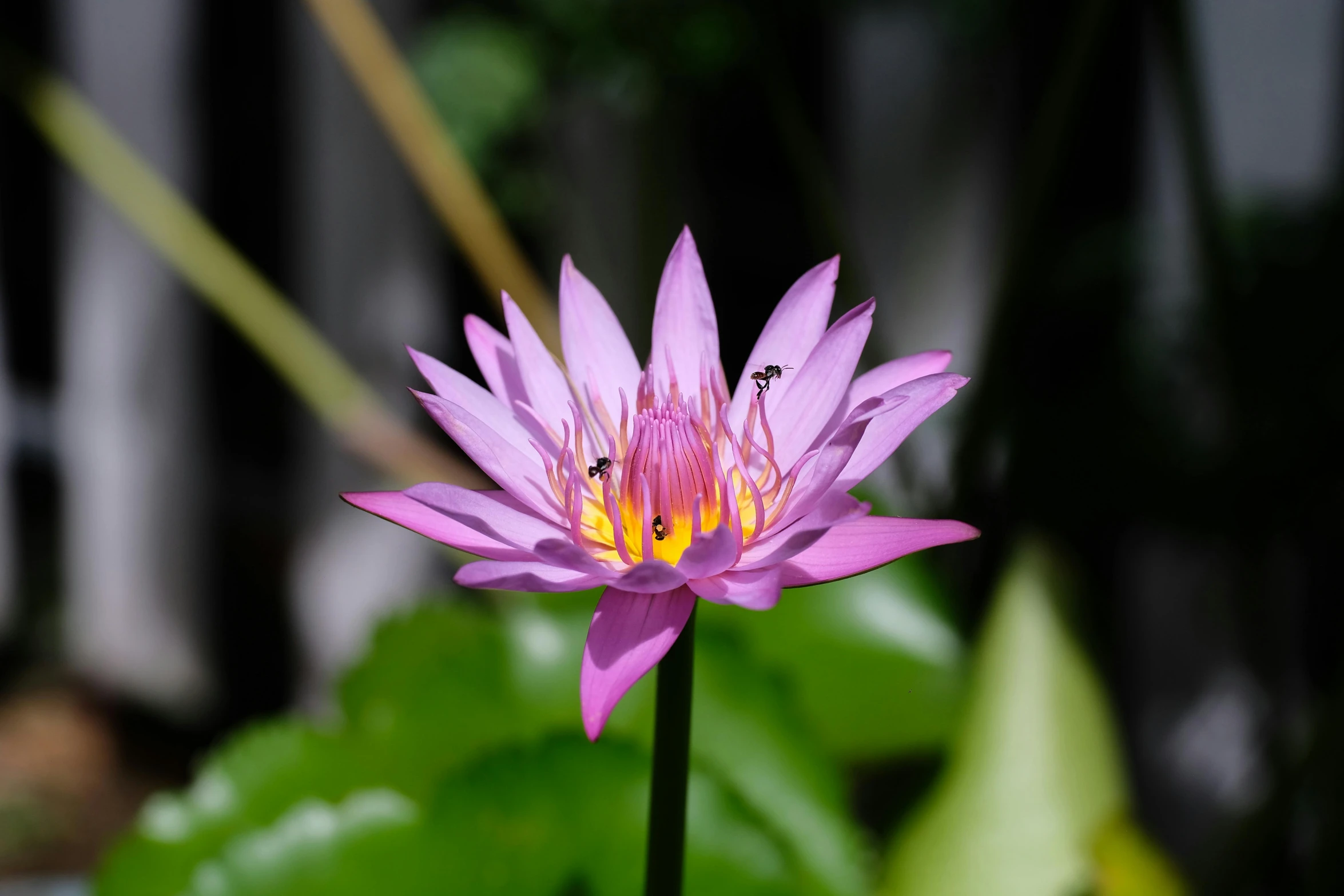 a flower with green leaves in the background