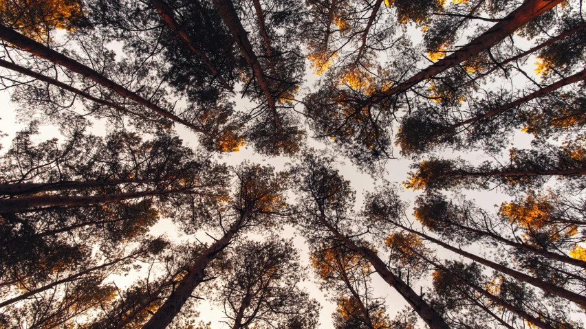 a view looking up at several tall trees