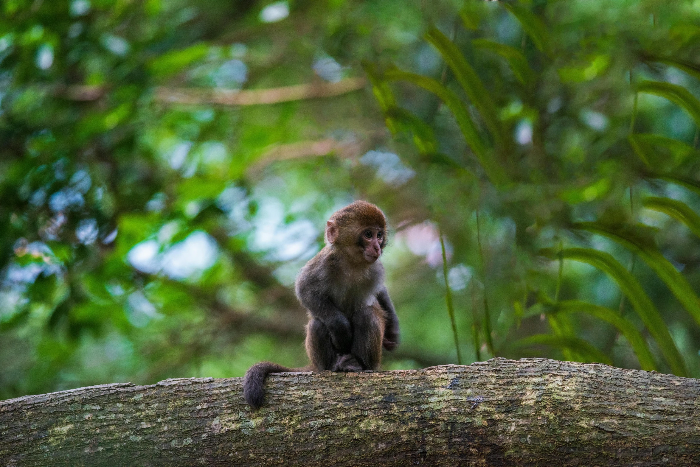 a small brown monkey on top of a tree nch