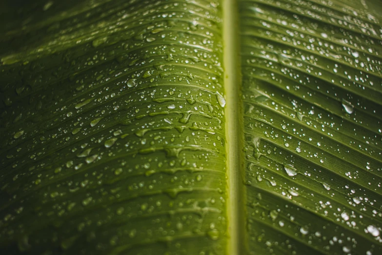 a green leaf with water droplets on the leaves