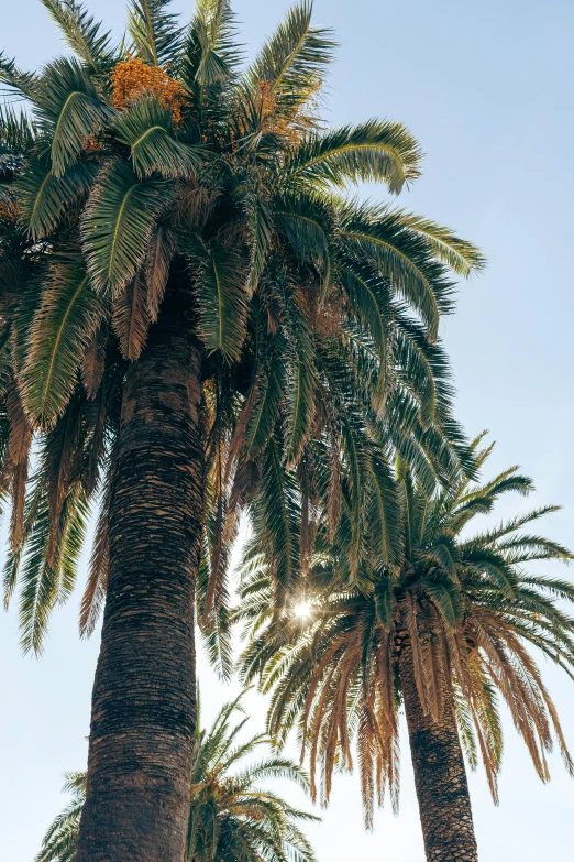 three palm trees and the sun shines brightly above them