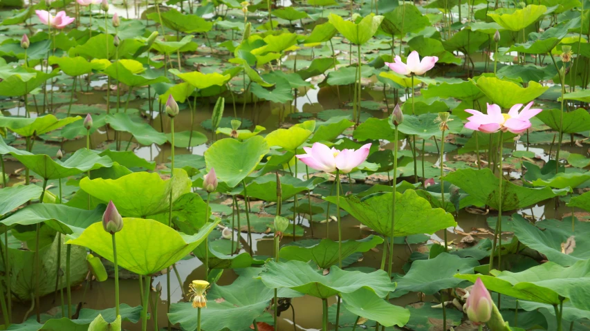 this is water lilies in a large pond