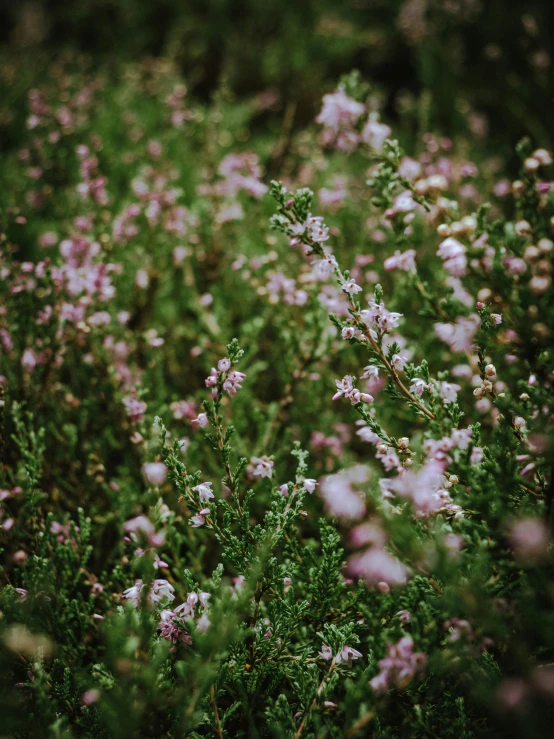 flowers that are in the grass in the field