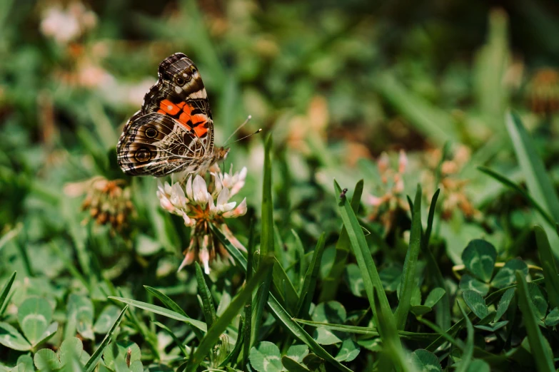 erfly sitting on white flower in grass