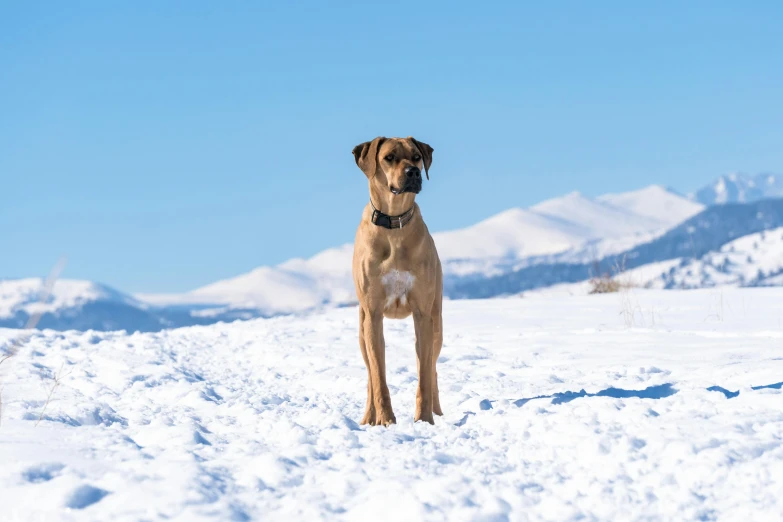 a large brown dog in a black collar standing on a snow covered mountain