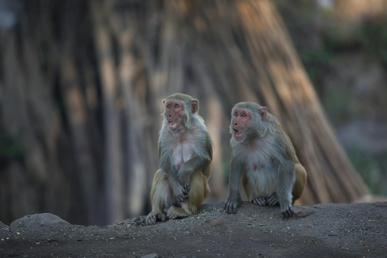 two monkeys sitting on a rock in front of a forest