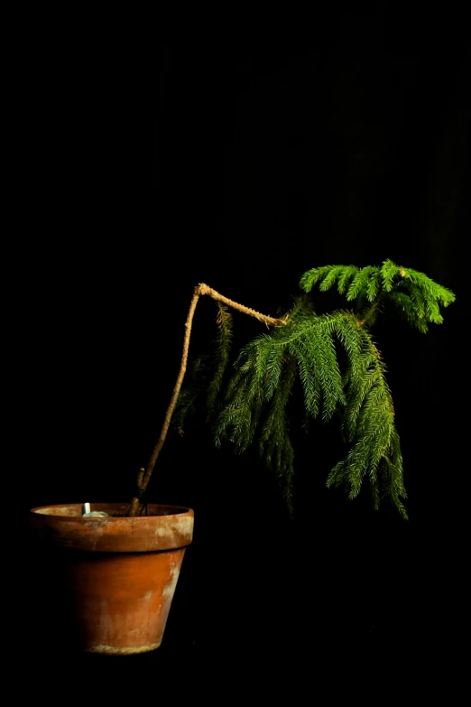 a tree nch with it's end sticking out of a brown pot