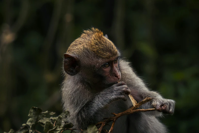 a monkey is eating a nch of the tree