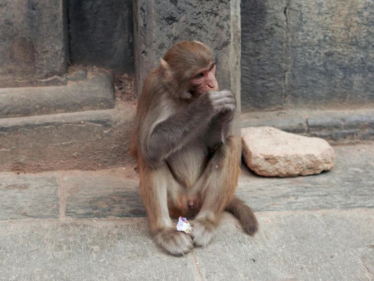 a small monkey with its hands in it's mouth sitting on the ground