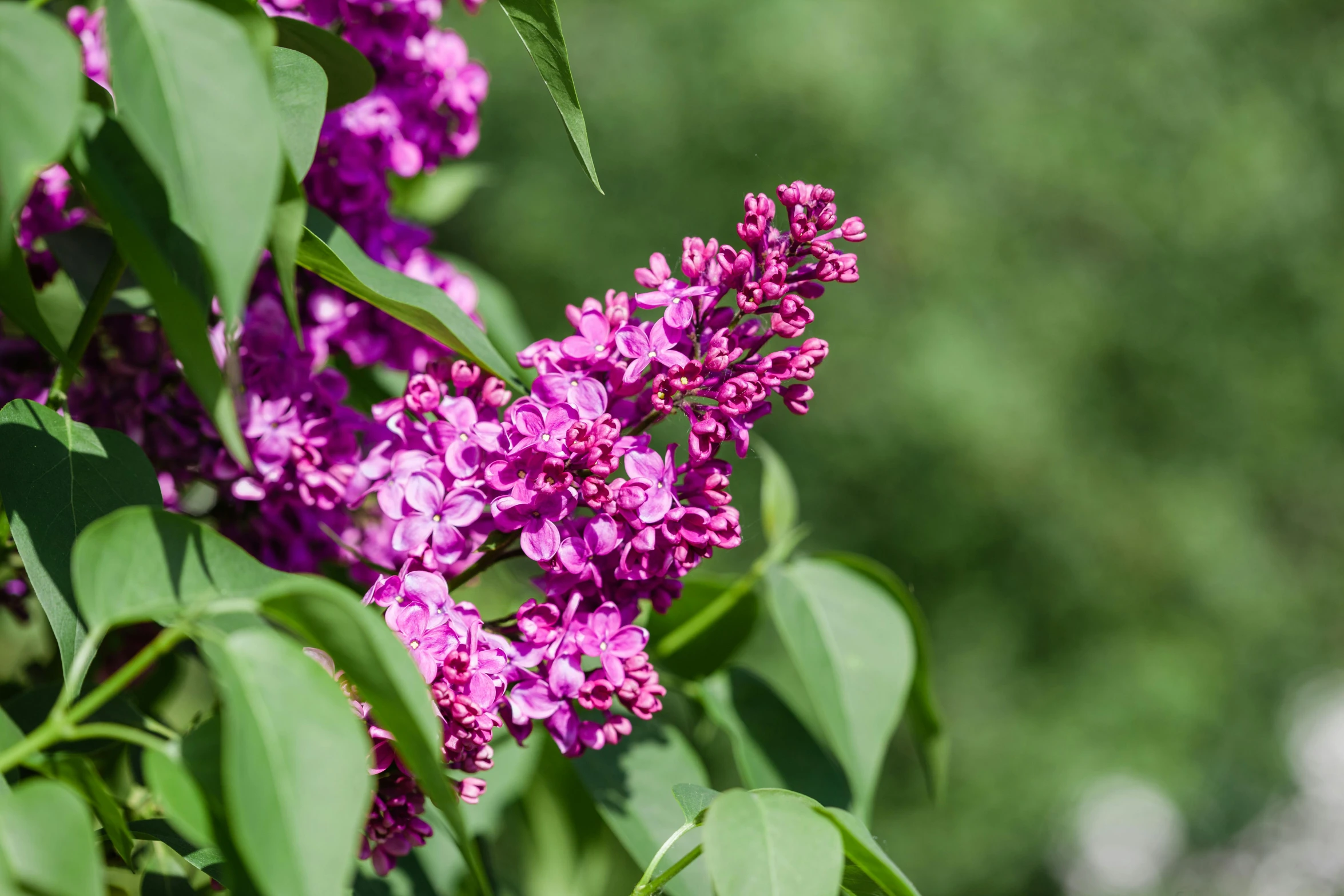 pink flowered tree leaves and green foliage