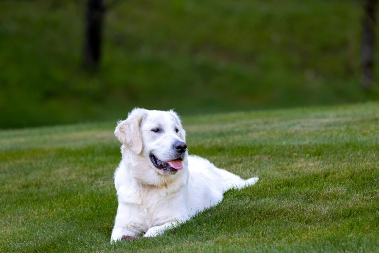 a large white dog laying on top of a lush green field