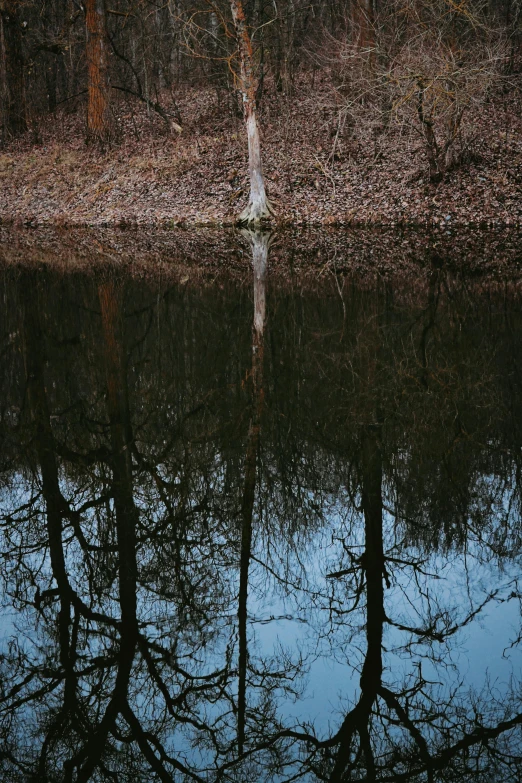 the reflection of trees in a still pond