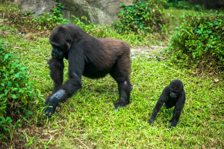 a baby gorilla and its mother walk together in the grass