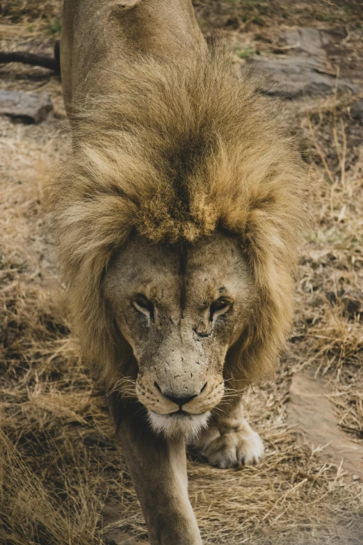 a lion walking across a dirt road with its face slightly down