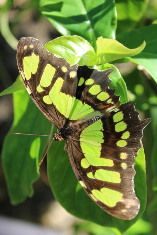 two colorful erflies sitting on green leaves in a garden