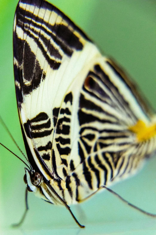a close up of a erfly's wings showing stripes and stripes