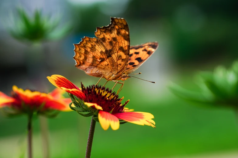 a close up image of a erfly sitting on top of a flower