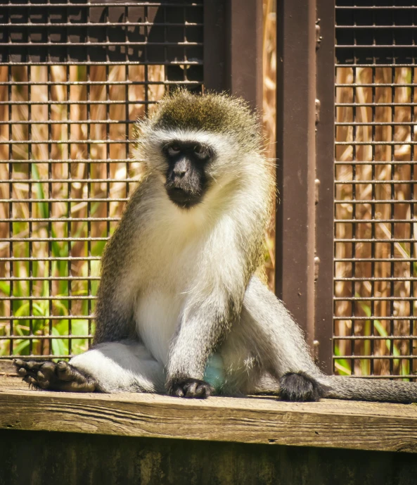 a monkey sits on the edge of a wooden platform near a wire fence